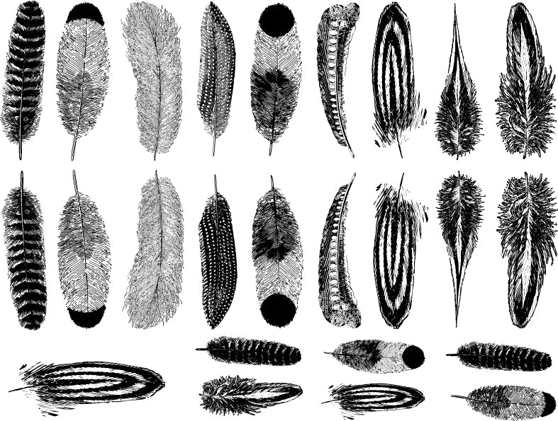 Decal Small Feathers ANSMFH-BLK